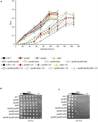 PolB1 Is Sufficient for DNA Replication and Repair Under Normal Growth Conditions in the Extremely Thermophilic Crenarchaeon Sulfolobus acidocaldarius